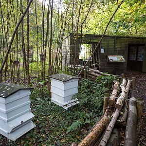 Honey bee (exhibit) : Wildwood : 16 Oct 2014