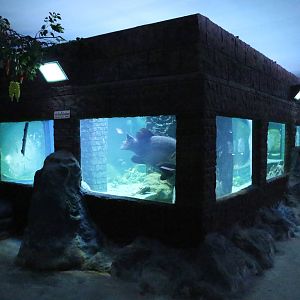 Large Tank of Sea Fish