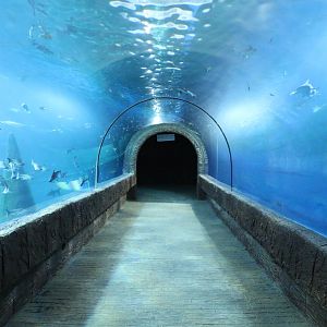 Tunnel Down to Ground Level