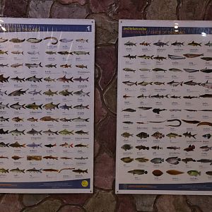 Freshwater Fishes of Thailand Posters