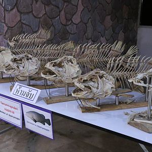 Giant Grouper Skeletons Display