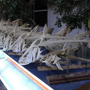 Mekong Giant Catfish Skeletons Display