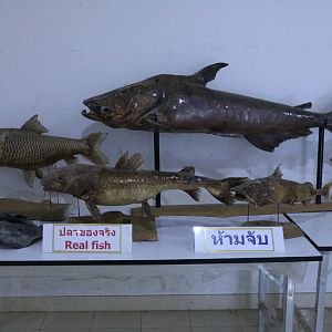 Real Fish Display