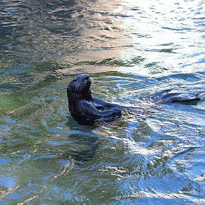 Sea Otter - Nov 2014