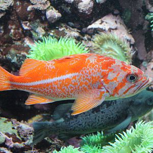Vermilion Rockfish - Nov 2014