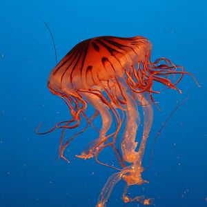 Japanese Sea Nettle - Nov 2014