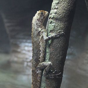 Diving Lizard - Nov 2014