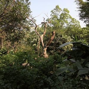 Francois's langur exhibit