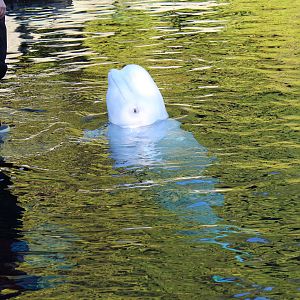 Beluga - Nov 2014