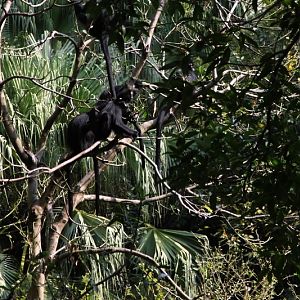 Francois's langur