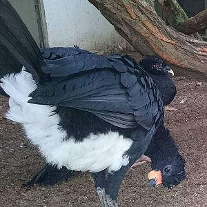 Red-billed curassows