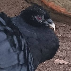 Red-billed curassow female