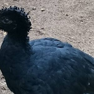 Great curassow male