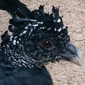 Great curassow female