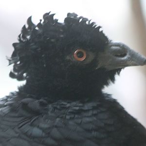 Yellow-knobbed curassow female