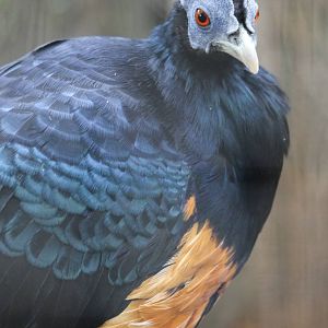 Delacour's crested fireback