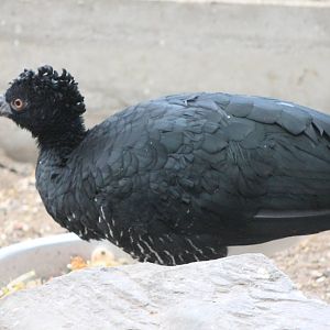 Yellow-knobbed curassow female
