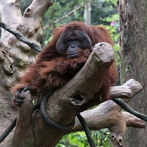 Borneo orangutan