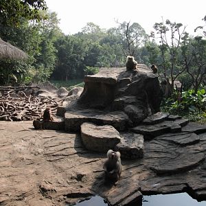 Hamadryas baboon exhibit