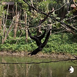 Black spider monkey