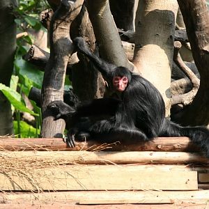 Black spider monkey