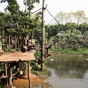 Black spider monkey exhibit