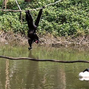 Black spider monkey drinking