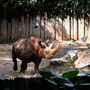 Black rhinoceros