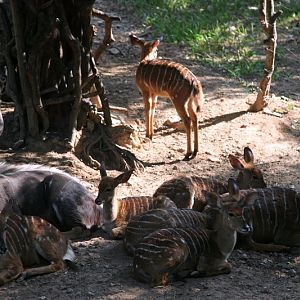 Lowland nyala