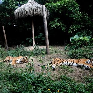 South Chinese tiger exhibit