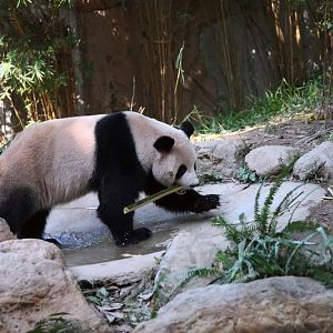 Giant panda