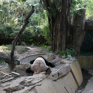 Giant panda exhibit