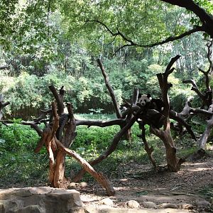 Giant panda exhibit