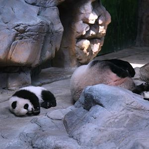 Giant panda and her triplets