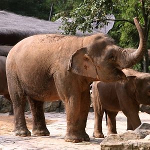 Borneo pygmy elephant