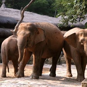 Borneo pygmy elephant