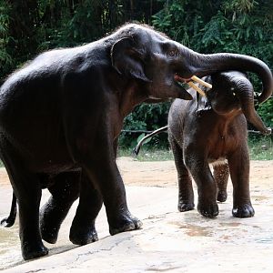 Asian elephant mainland subspecies