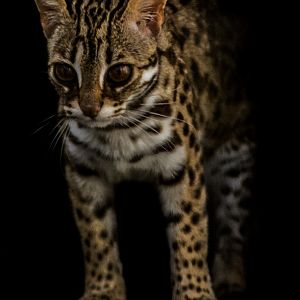 Leopard Cat