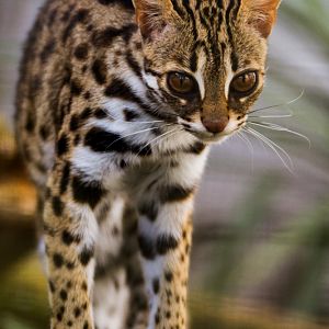 Leopard Cat