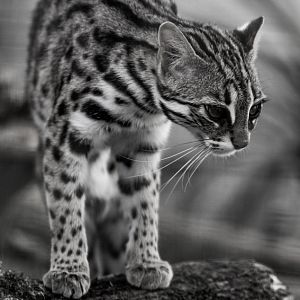 Leopard Cat