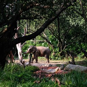 Asian elephant mainland subspecies