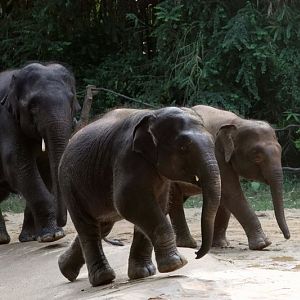 Two subspecies of Asian elephant