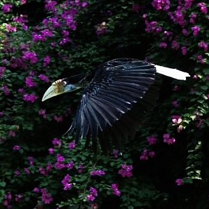 Wreathed hornbill