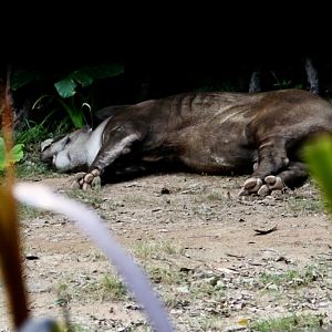Brazilian tapir