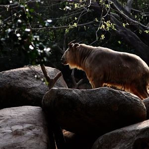 Golden takin