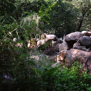 Golden takin exhibit