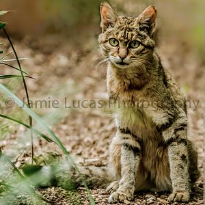 African Wild Cat