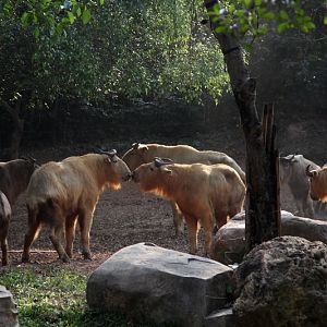 Golden takin