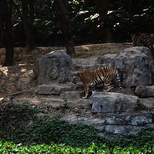Bengal tiger exhibit