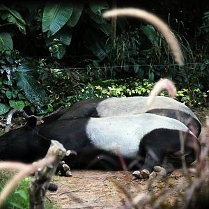 Malayan tapir